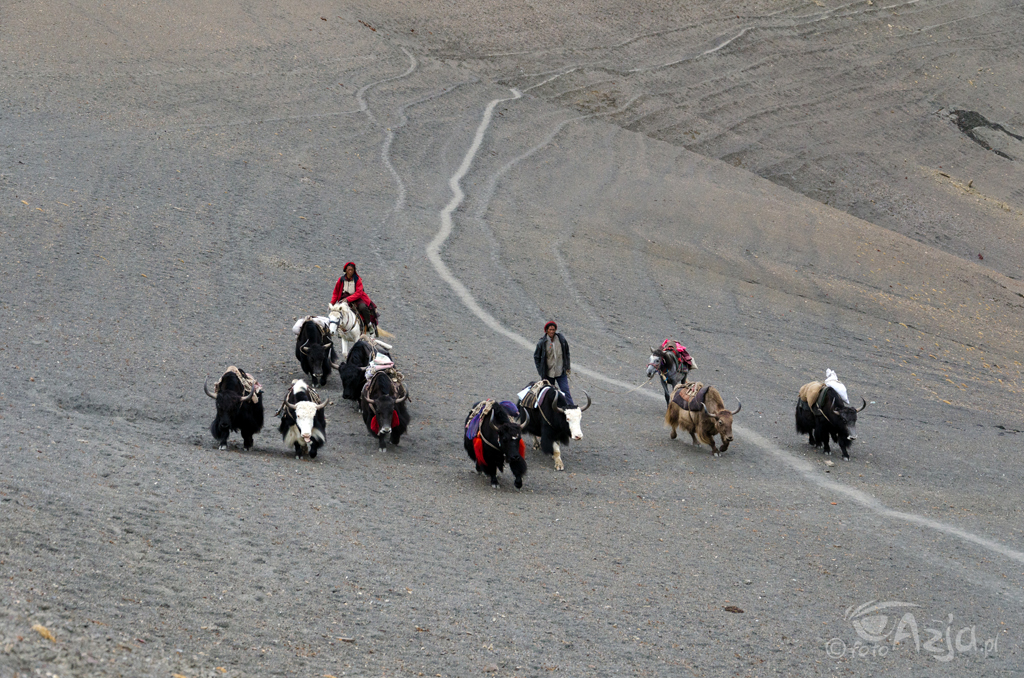 Dzień 10: Karawana jaków podchodząca na przełęcz Namgung La (5090m)